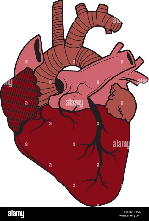 Human Heart Anatomy Biology Healthy Image Stock Vector Image And Art
