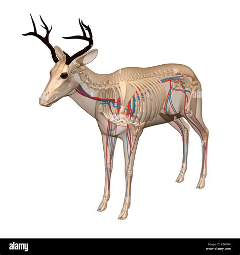 Deer Anatomy Heart Circulation Transparent Body Skeleton Stock Photo