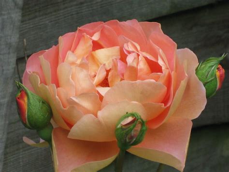 Peach Tea Rose Old English Rose Old English Roses Wedding Flowers