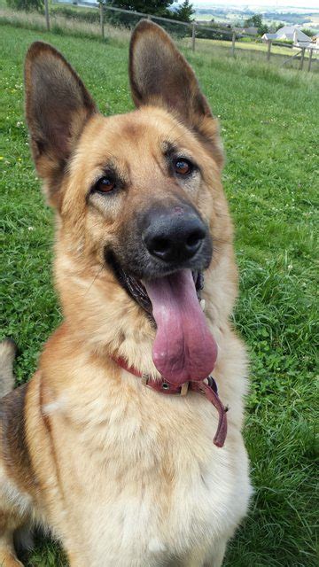 Muskie 6 Year Old Male German Shepherd Dog Available For Adoption