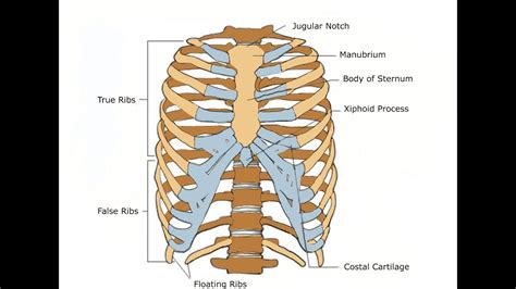 Anatomy Rib Cage Labeled Thoracic Cage Anterior View Diagram Quizlet