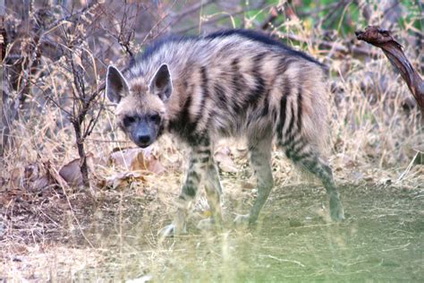 Filestriped Hyena Hyaena Hyaena Wikimedia Commons