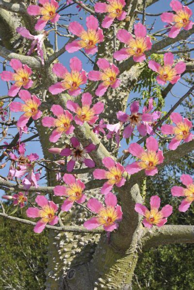 ¿qué Es Un árbol Toborochi Aprenda Sobre El Cultivo Del árbol Toborichi