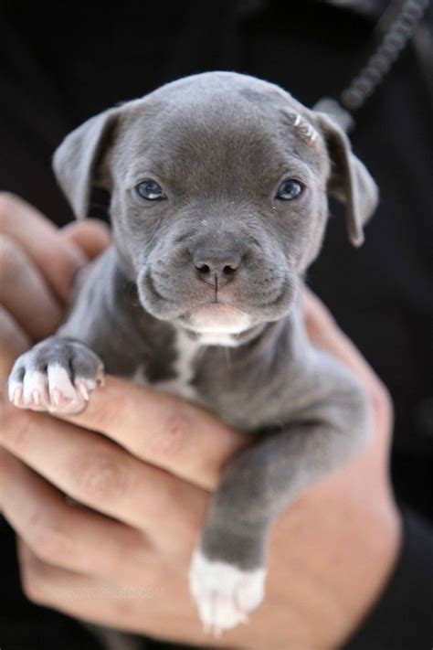 Pitbull Pup Baby Pitbull Cute Animals Puppies