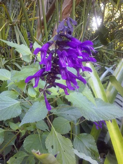 Recently introduced 'amistad' exhibits the best traits of its parents. PlantFiles Pictures: Salvia, Friendship Sage 'Amistad ...