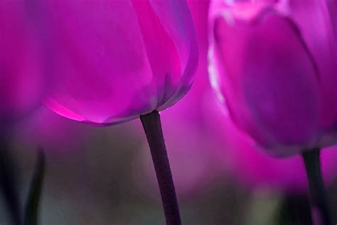 Free Images Blossom Flower Purple Petal Tulip Spring Red Pink