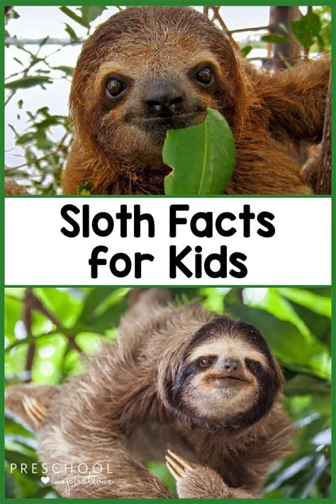 Sloth Facts For Kids Sloth Facts Fun Facts About Sloths Facts For Kids