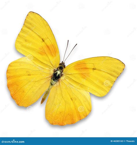 Yellow Butterfly Stock Image Image Of Animal Biology 46585143
