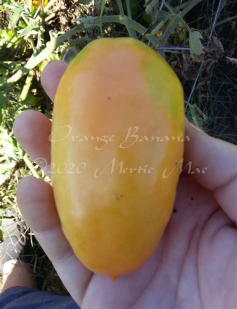 Orange Banana Tomato Seeds Organically Grown Non Gmo Etsy