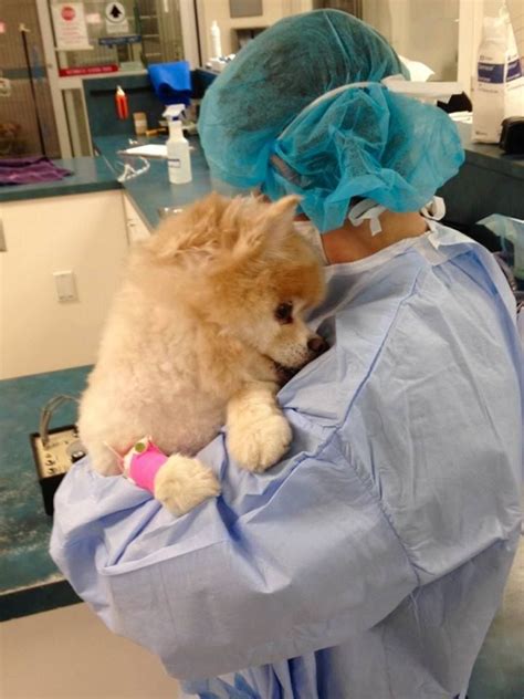 At angel animal hospital, we offer exceptional veterinary services, ensuring your pet will receive the best care! Dr. Mary Ann Nieves comforts Teddy, who had surgery at our ...