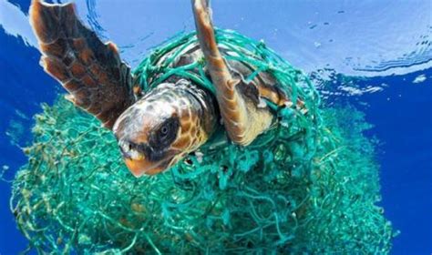Plastic Pollution In The Oceans Is Killing Marine Life