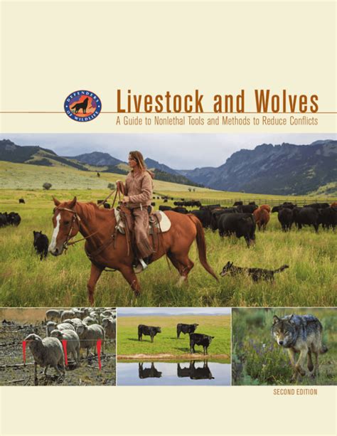Livestock And Wolves Defenders Of Wildlife
