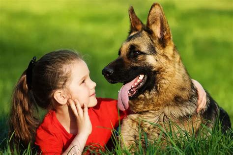 Are German Shepherds Good With Kids The Native Pet