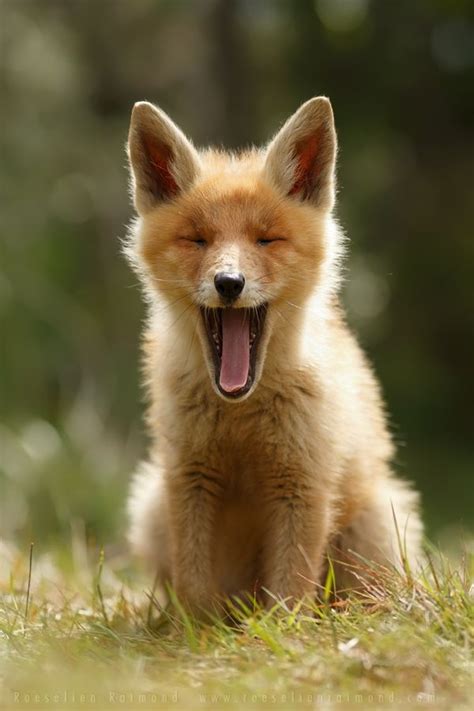 Heartwarming Photos Of Adorable Baby Foxes Foxes Red
