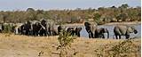 Tours To Kruger National Park From Johannesburg Pictures