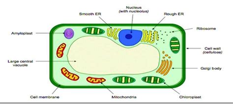 Examining a diagram of the plant cell will help make the differences clearer. The Fundamental Unit of Life : NCERT Exemplar - Page 3 ...