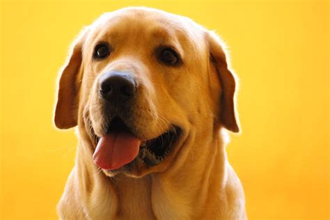 Here Are The 5 Most Intelligent Dog Breeds Petsmont