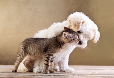 Grey Tabby Cat And Long Coated White Puppy Animals Dog Cat Wooden