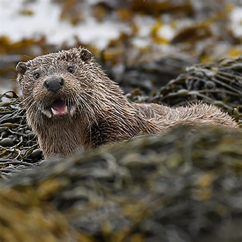 otter surveys otter protection otter habitats and development