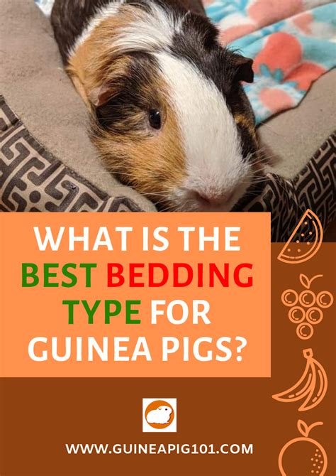 Pin On Some Helpful Resources About Guinea Pigs 101