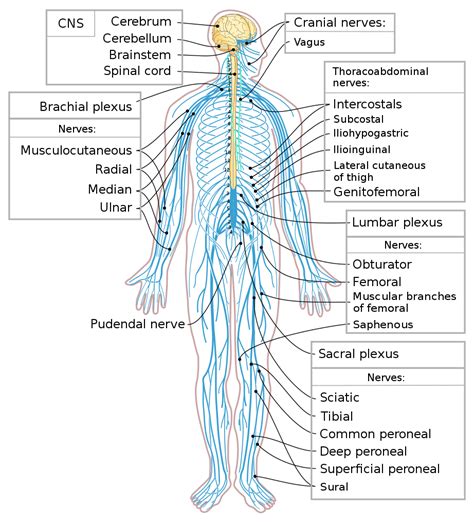 Damage to the brain can be caused by many things, for example, trauma and als. File:Nervous system diagram-en.svg - Wikibooks, open books ...