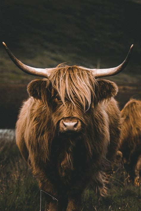 île De Mull Isle Of Mull Highland Cow Road Trip En Écosse