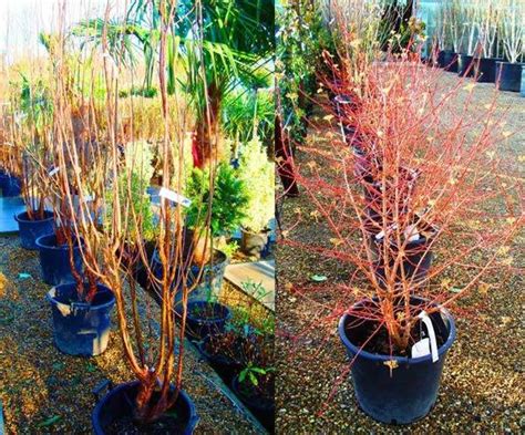 Best Trees And Shrubs For Winter Colour London Garden Centre