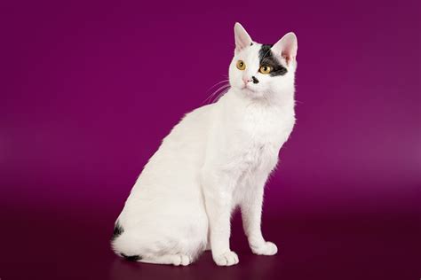 Top 10 Trainable Cat Breeds Bechewy