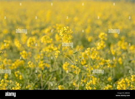 Yellow Mustard Flowers Growing In A Field On A Farm In Punjab India