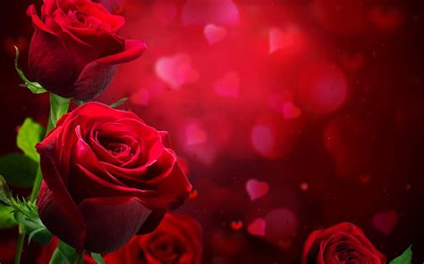 Download Beautiful Red Roses Love Hd Wallpaper Wallpaper13 By
