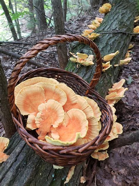Upstate Ny Wild Edible Mushroom Mania Reader Photos