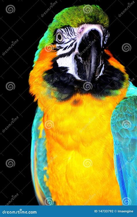 Ara Parrot Portrait Stock Photo Image Of Jungle Colorful 14733792