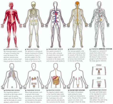 Organ Systems Of The Human Body Biological Science