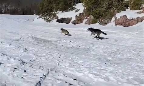 Once In A Lifetime Courageous Ice Fishermen Bear Witness As A Wolf