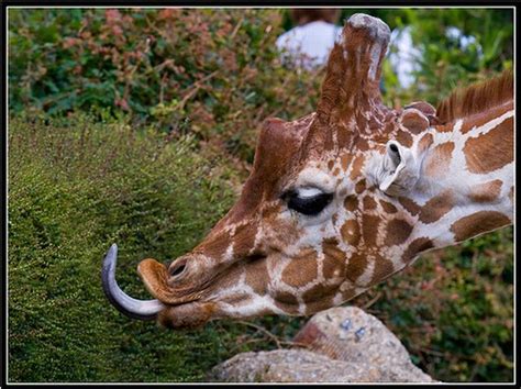 Funny Giraffes 39 Pics