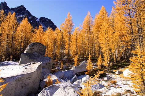 Golden Larch Trees Enchantments Articles Summitpost