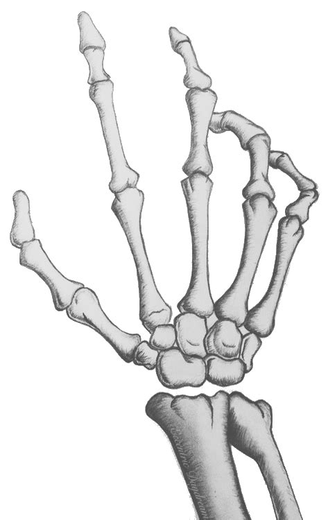 Skeletal Transparent Skeleton Hands Drawing Drawings Skeleton Art