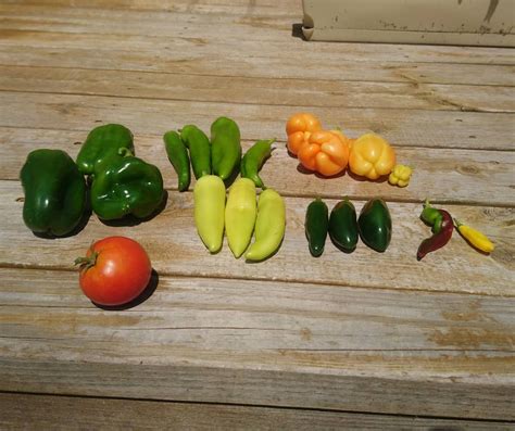 Todays Harvest It Is Pepper Time And One Tomato Garden