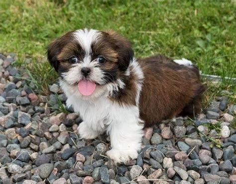 Available Puppies Shih Tzu Breeders Homes In 2020 Shitzu Puppies
