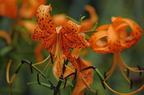 Free Tiger Lily Flower Images