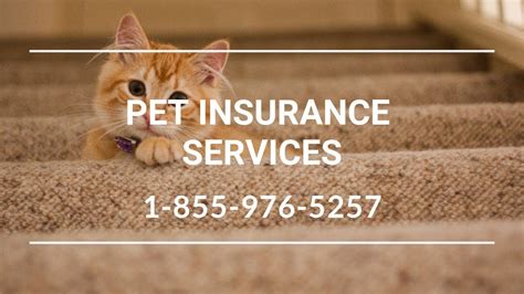 Unlike any pet insurance providers, it even covers emergencies related to. Pet Insurance Cooperstown NY - Affordable Pet Health ...