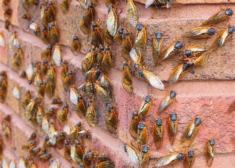 17 Year Cicada Swarm