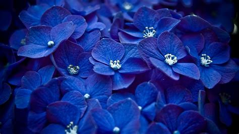 Hydrangea Blue Flower Hd Flowers 4k Wallpapers Images Backgrounds