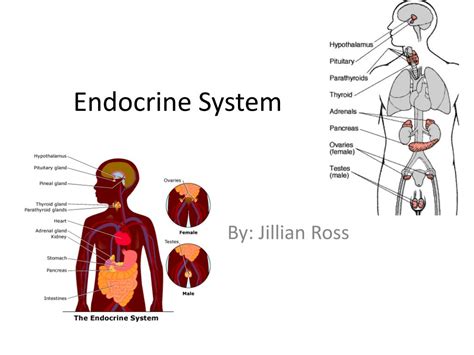 Endocrine System Major Parts