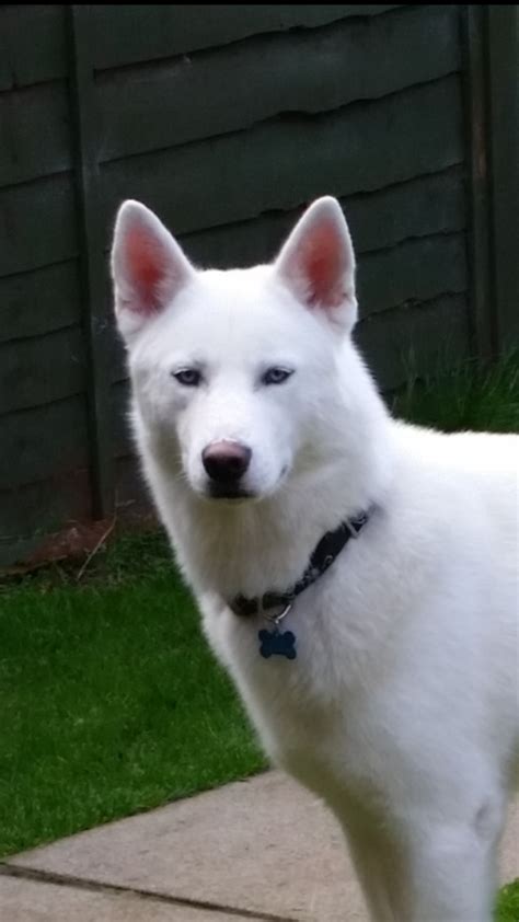Eyes may be brown or blue. Pure White Siberian Husky with blue eyes | Basingstoke, Hampshire | Pets4Homes