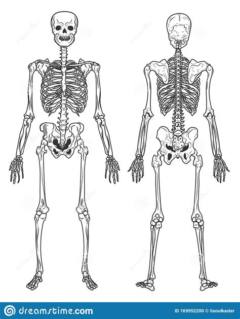 Skeleton Structure Back And Front View Human Bones Stock Vector