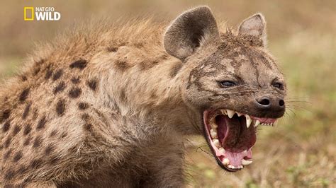 Spotted Hyena Crocuta Crocuta National Geographic Documentary Hd