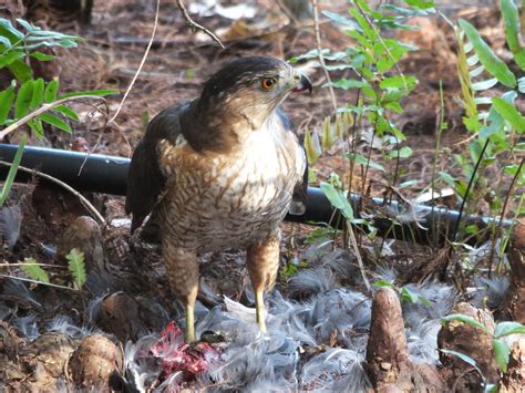 Coopers Hawk By Sandi Smolker Audubon Everglades