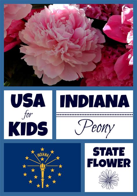 Indiana State Flower Peony By Usa Facts For Kids