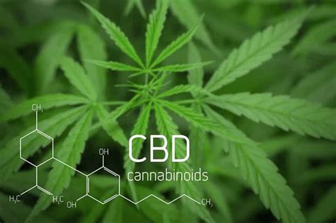 is it safe to take cbd with other medications cbd drug interactions explained by aaron cadena